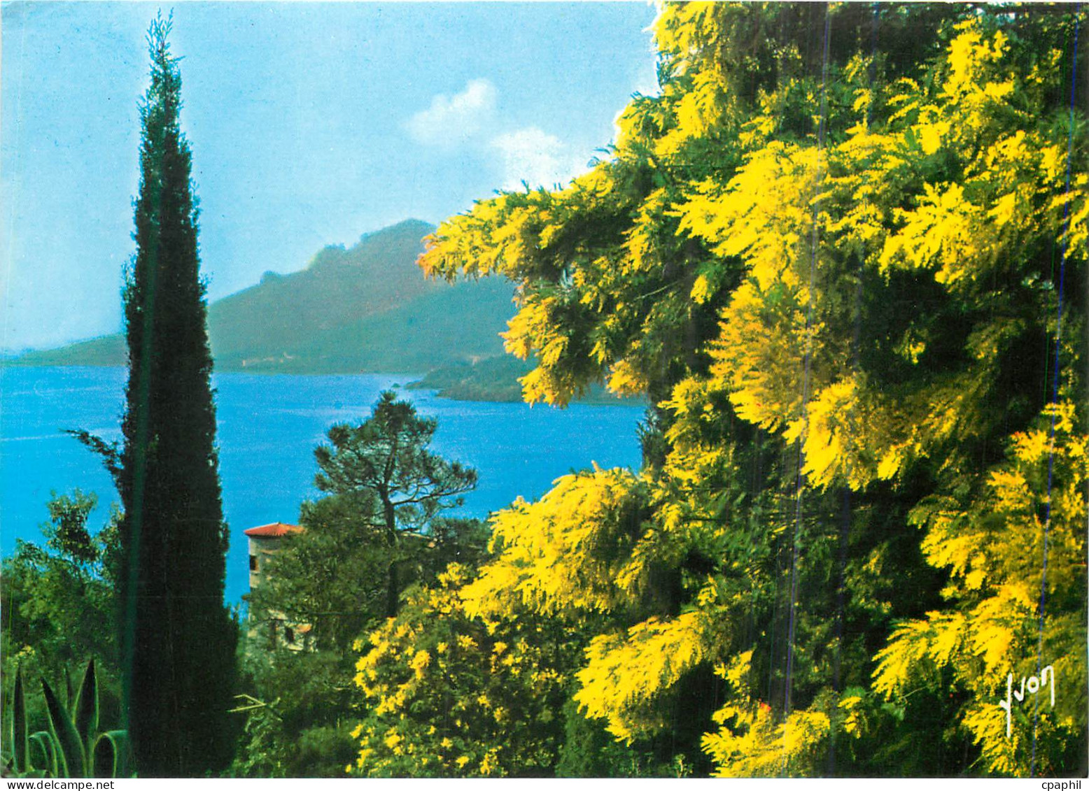 CPM La Cote d'Azur Printemps sur la Cote d'Azur les Mimosas en fleur