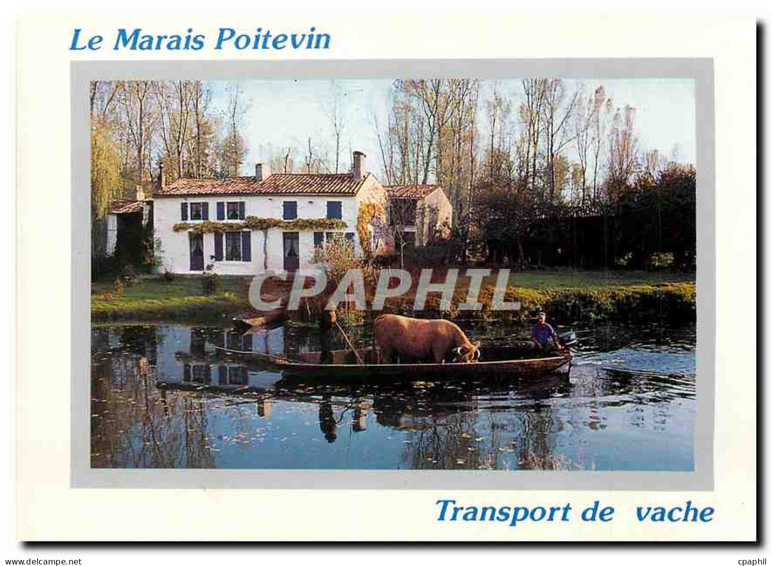 CPM Le Marais Poitevin Transport de vache