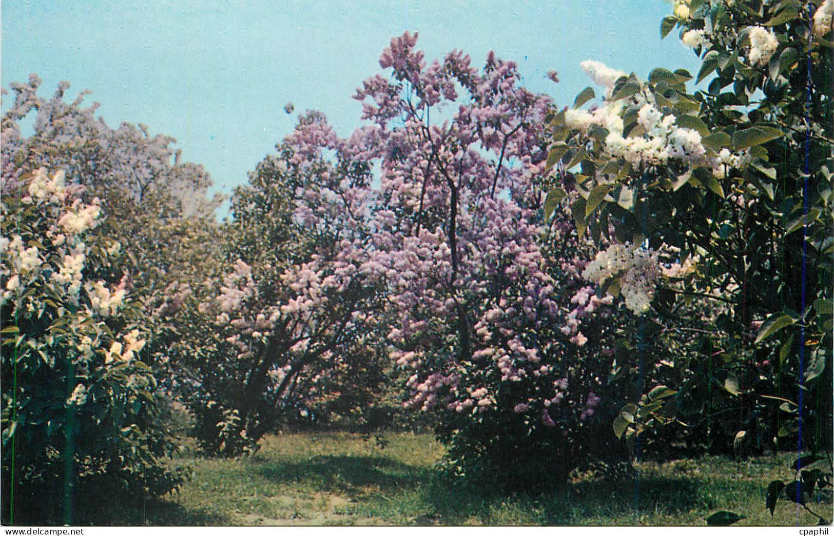 CPM Lilacs rochester new york
