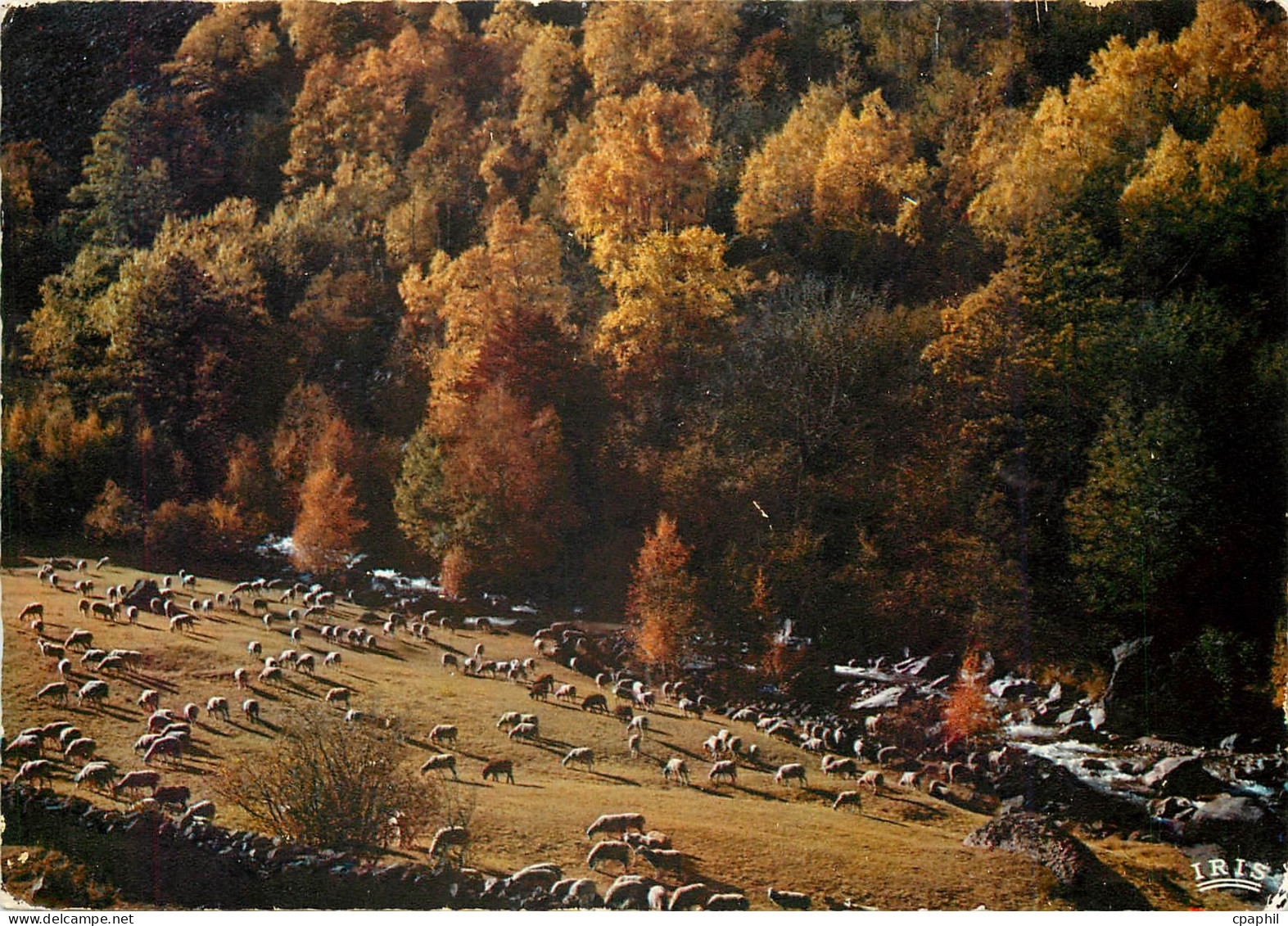 CPM Limousin Pittoresque Pastorale d'Automne