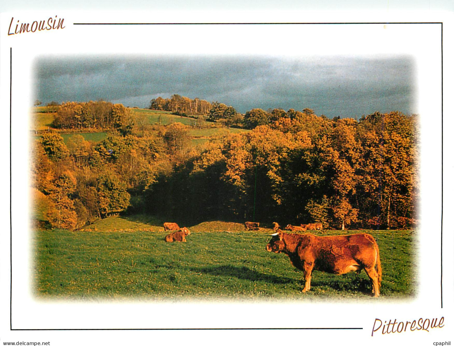 CPM Limousin Pittoresque Vache