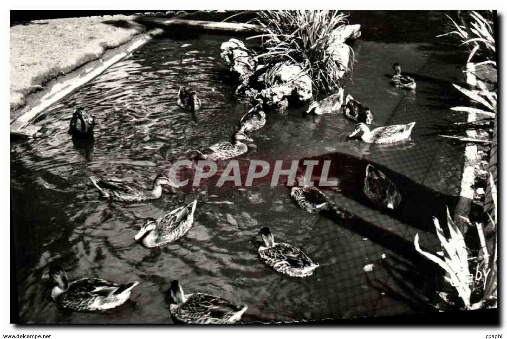 CPM Luc sur Mer Jardin Public Les Canards
