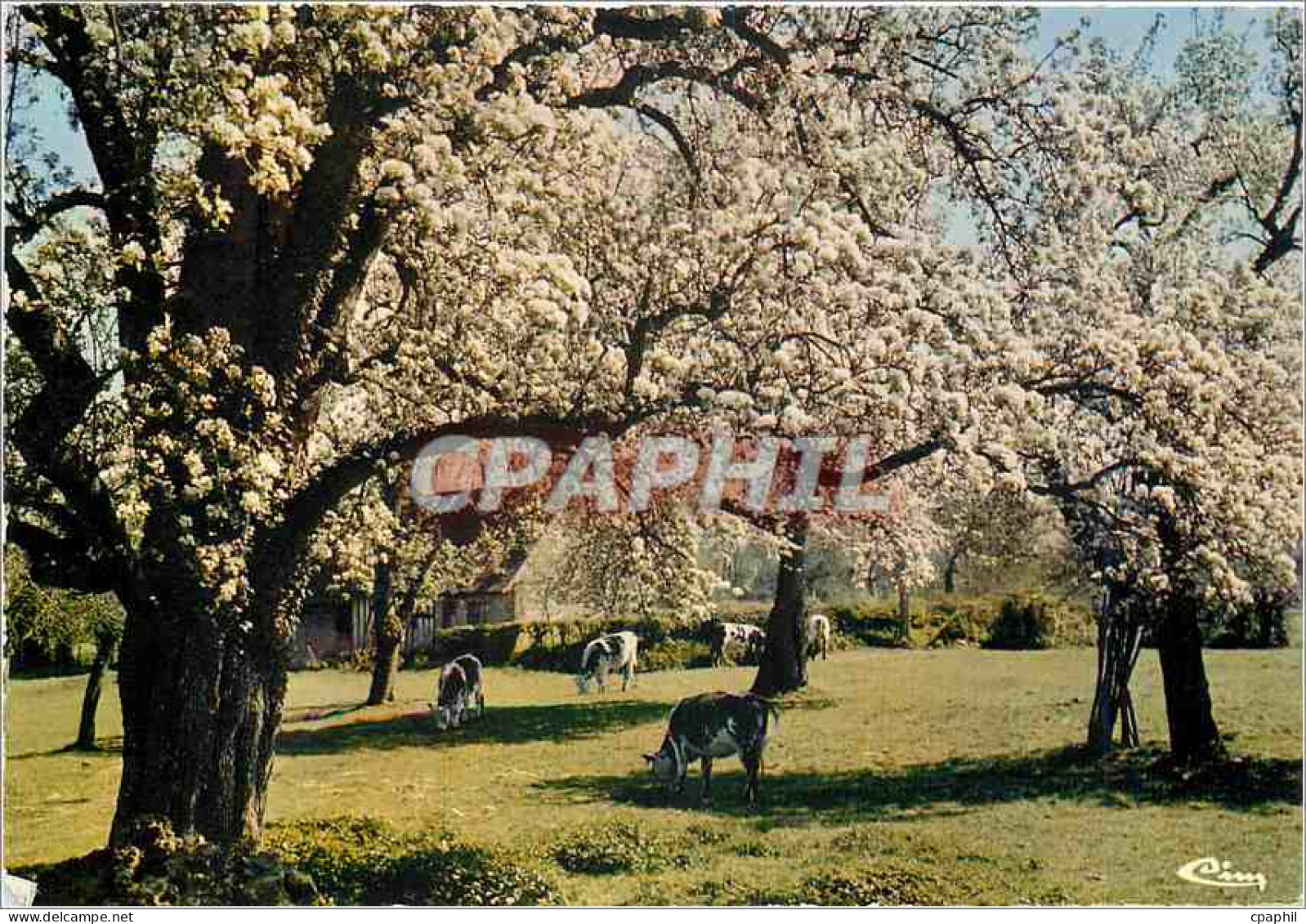 CPM Ma Normandie Pommiers en Fleurs