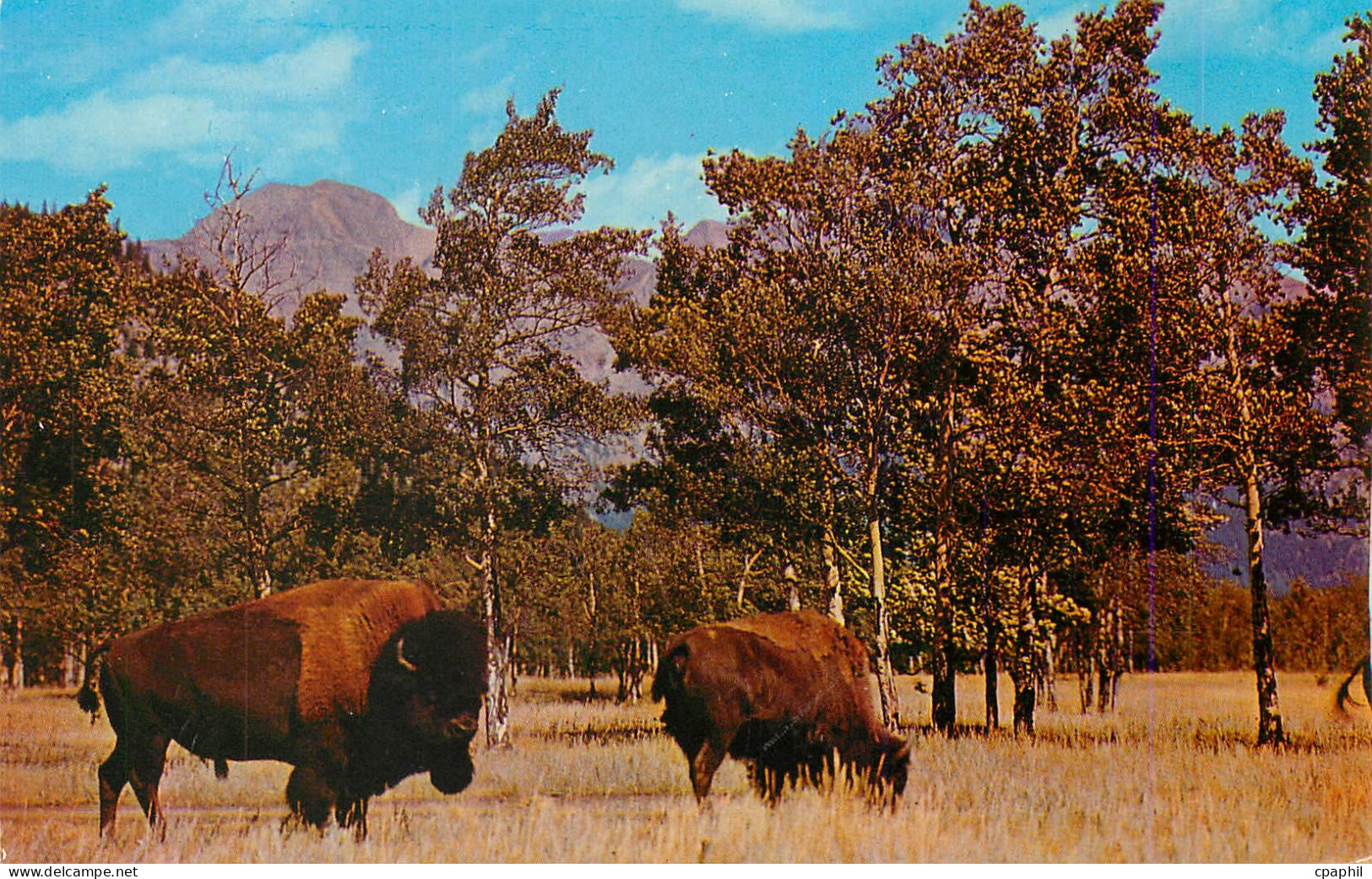CPM Majestic Buffalo