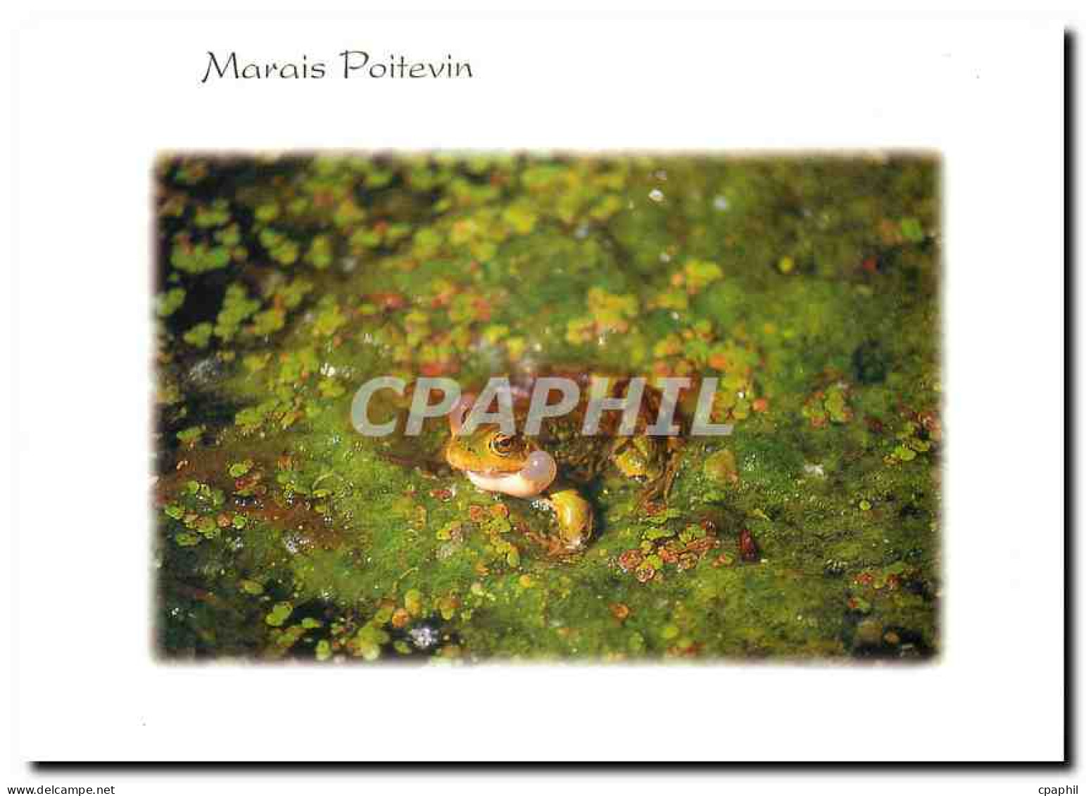 CPM Marais Poitevin Deux Sevres