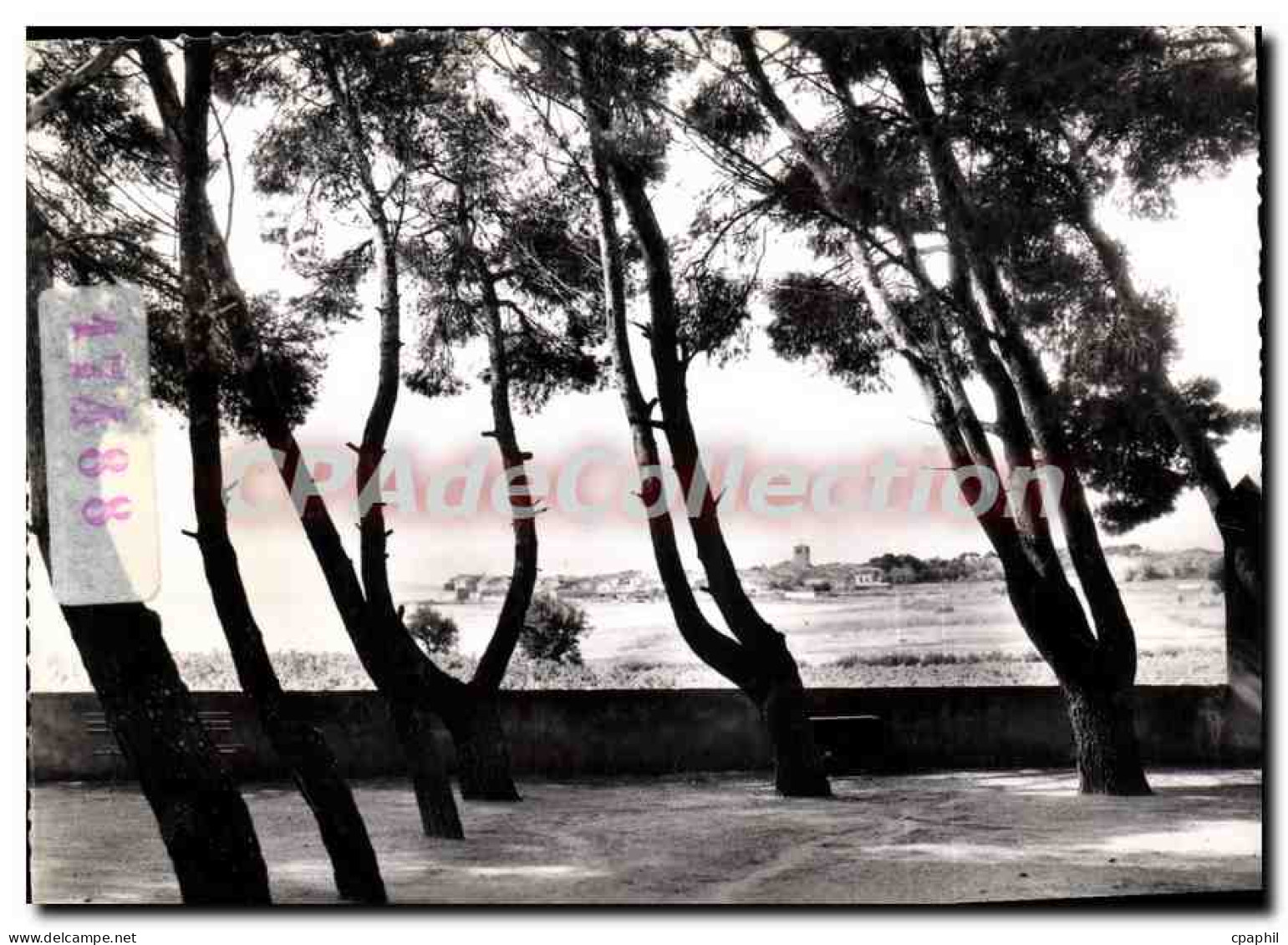 CPM Meze Le Bassin De Thau