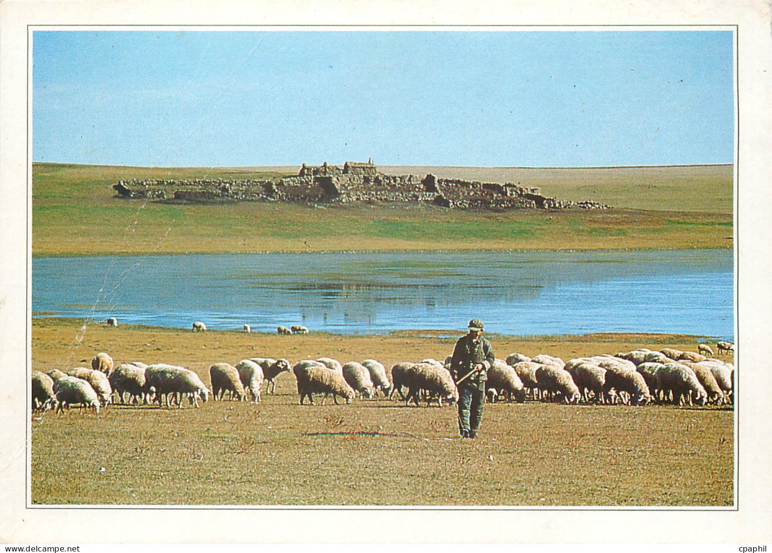 CPM Mongolie exterieure la Steppe Moutons