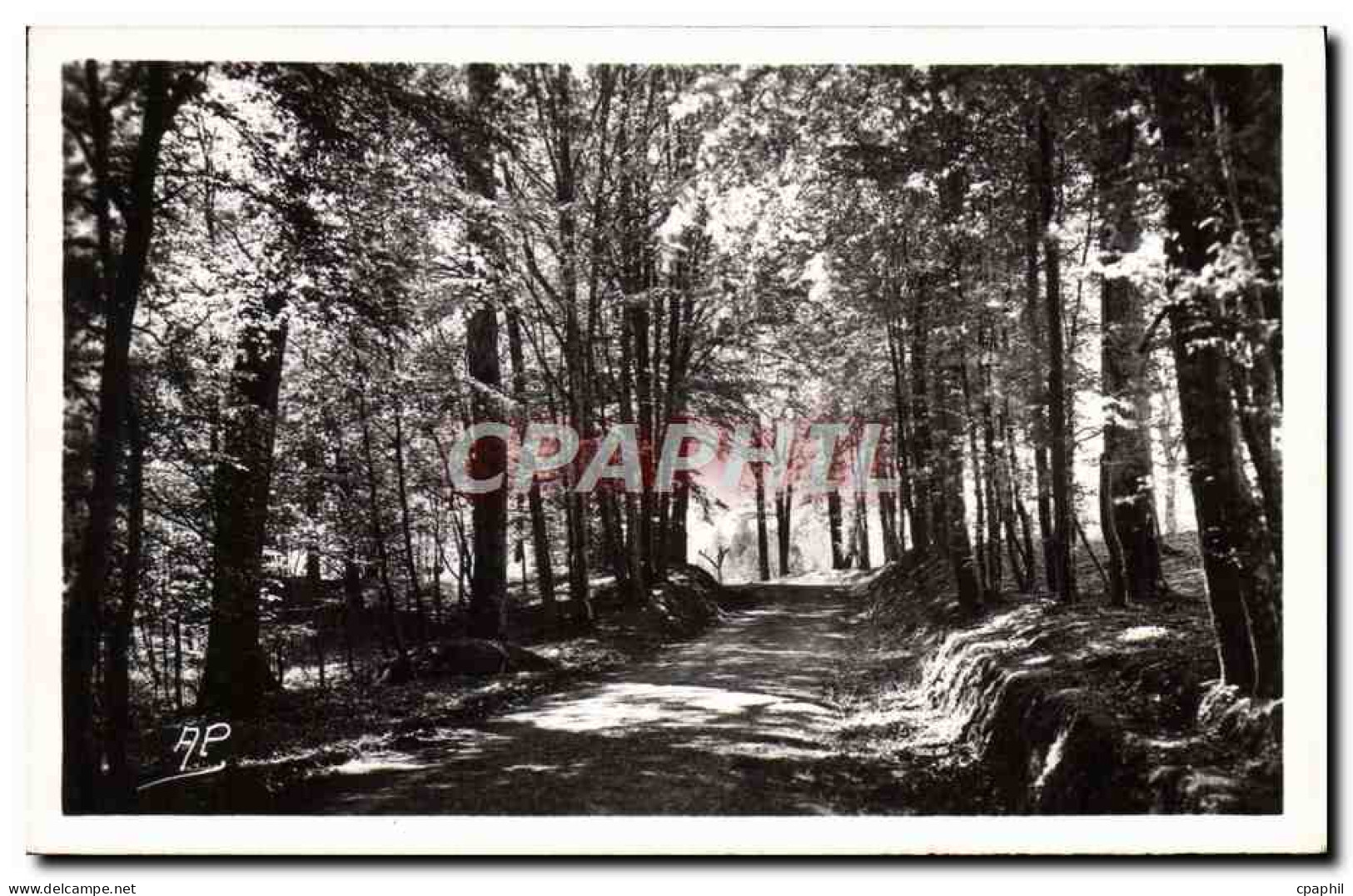 CPM Montfort L'Amaury Promenade en Foret