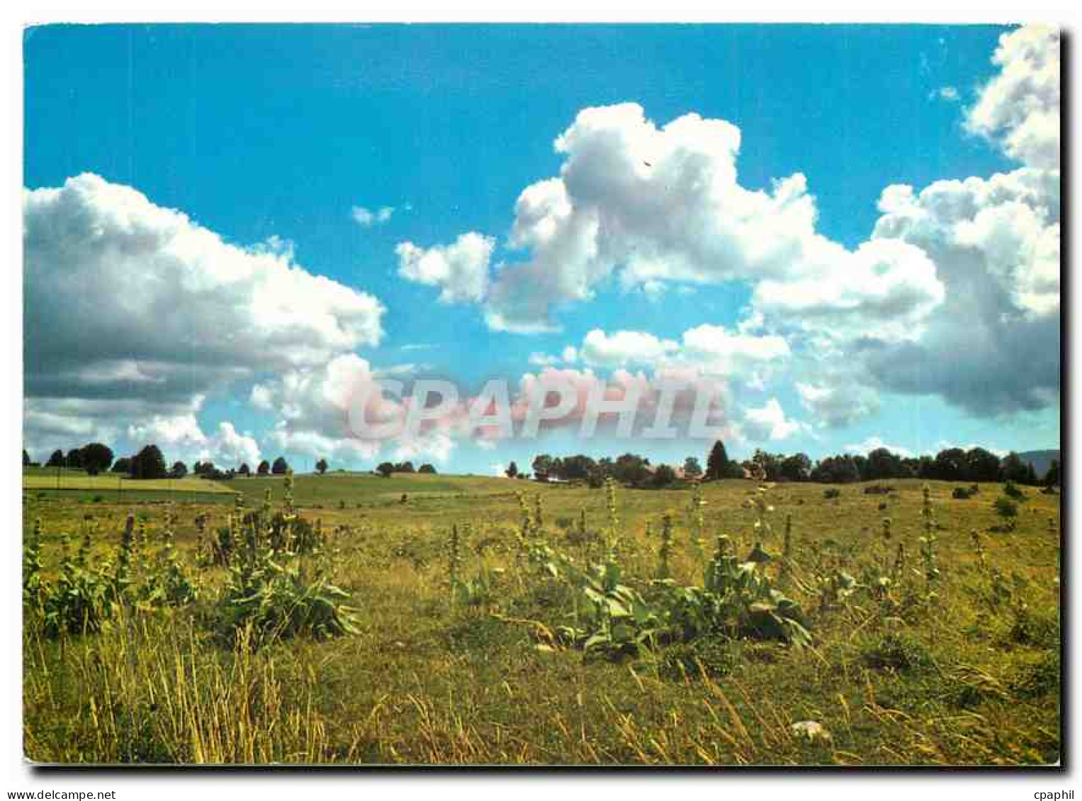 CPM Paturage du Haut Jura Conservons la vegetation naturelle