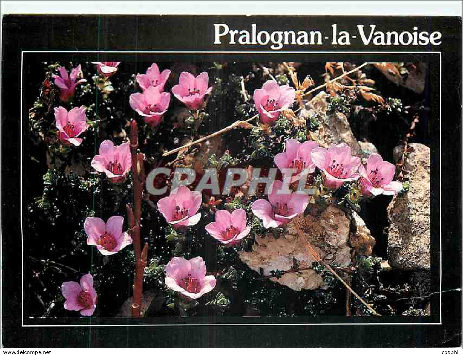 CPM Pralognan la Vanoise