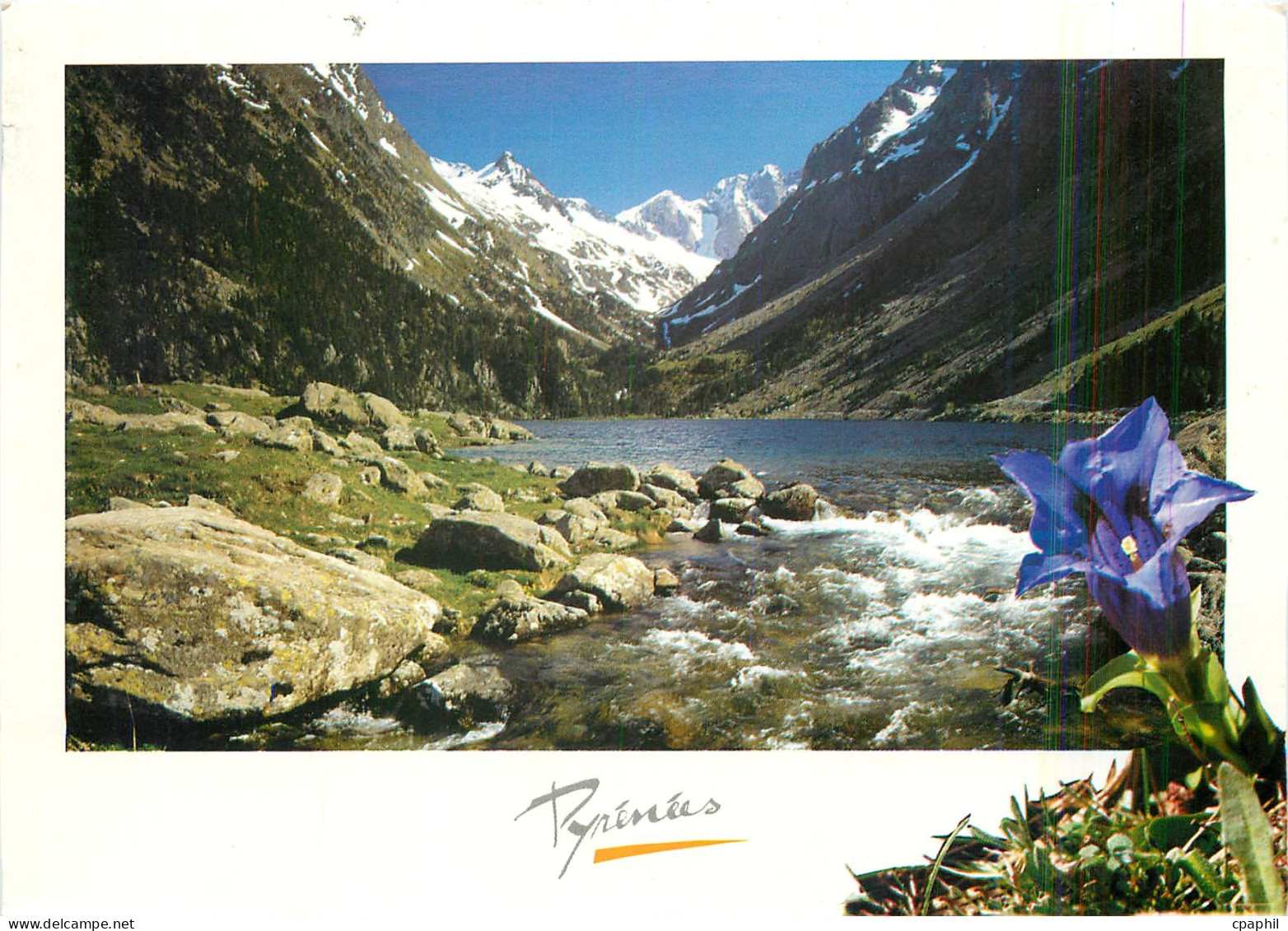 CPM Pyrenees Gentiane