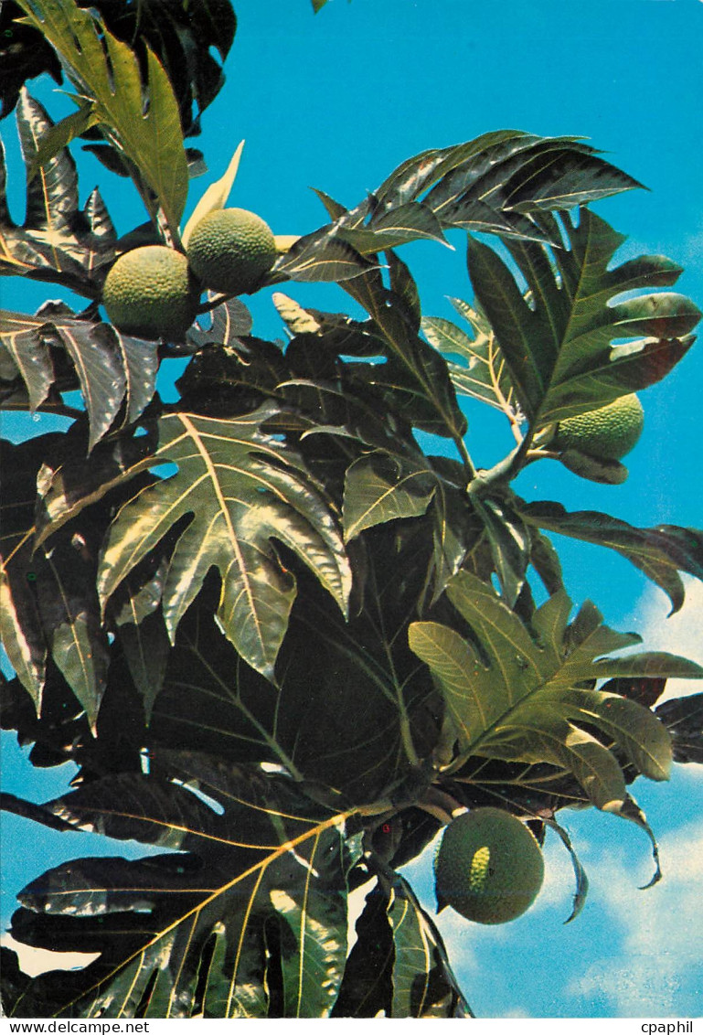 CPM Saint Barthelemy Fruits a pain