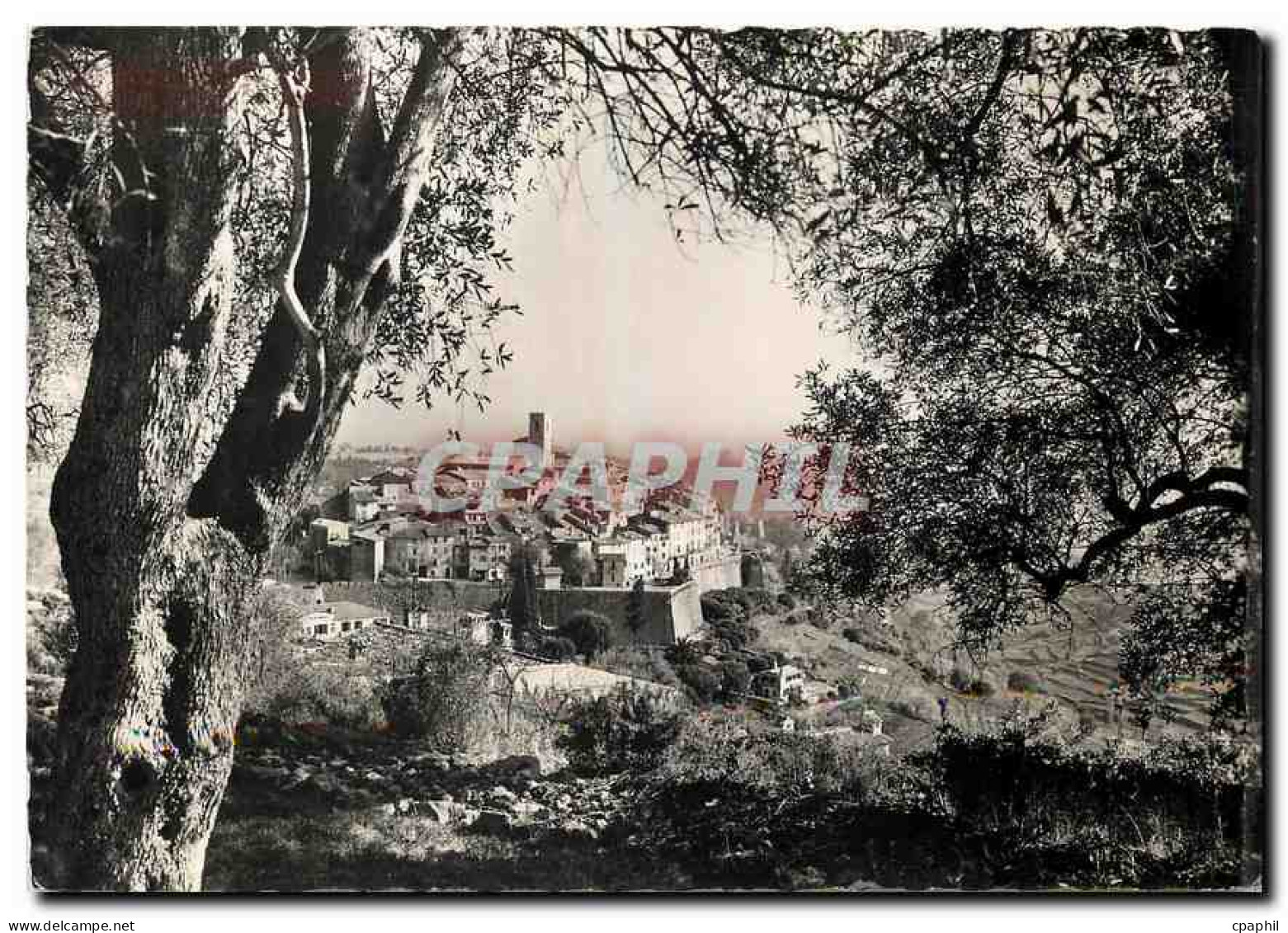 CPM Saint Paul de Vence Vue a travers les oliviers
