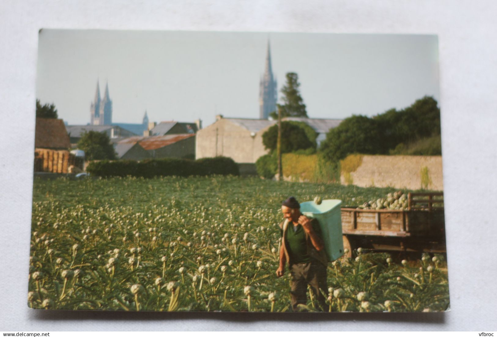 Cpm, Saint Pol de Léon, récolte d'artichauts au pays du Léon, Finistère 29