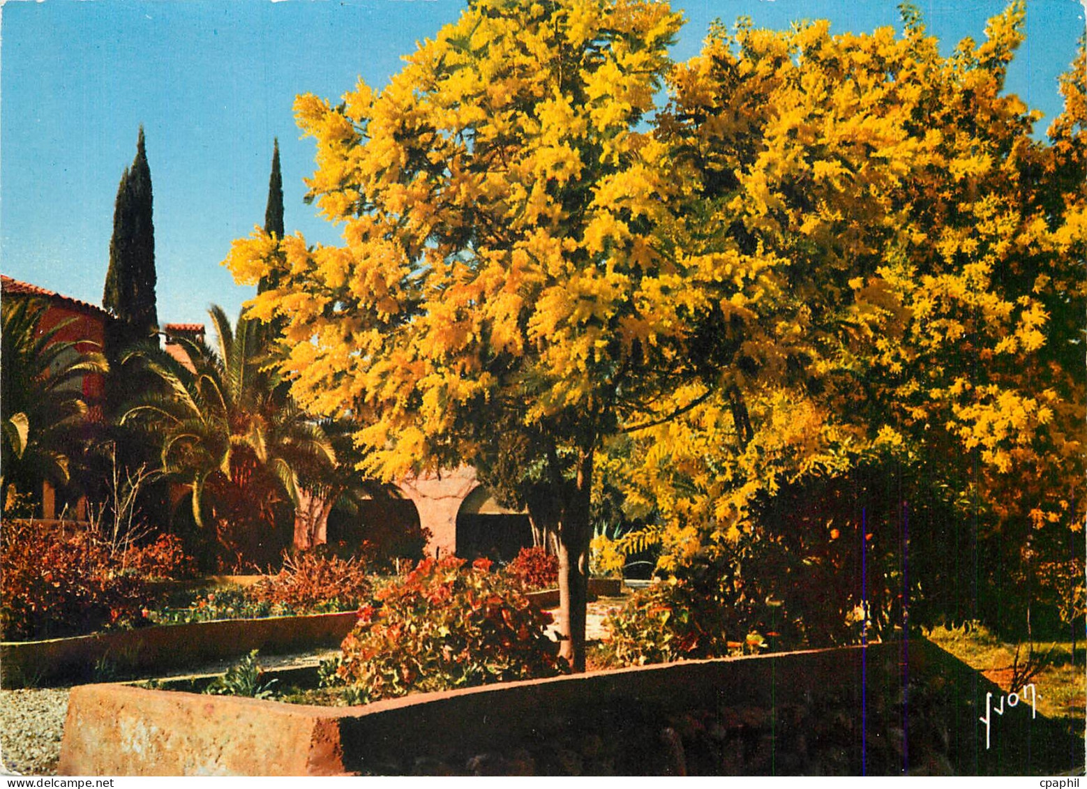 CPM Saint Tropez (Var) La Cote d'Azur miracle de la nature Printemps aux environs de Saint Tropez