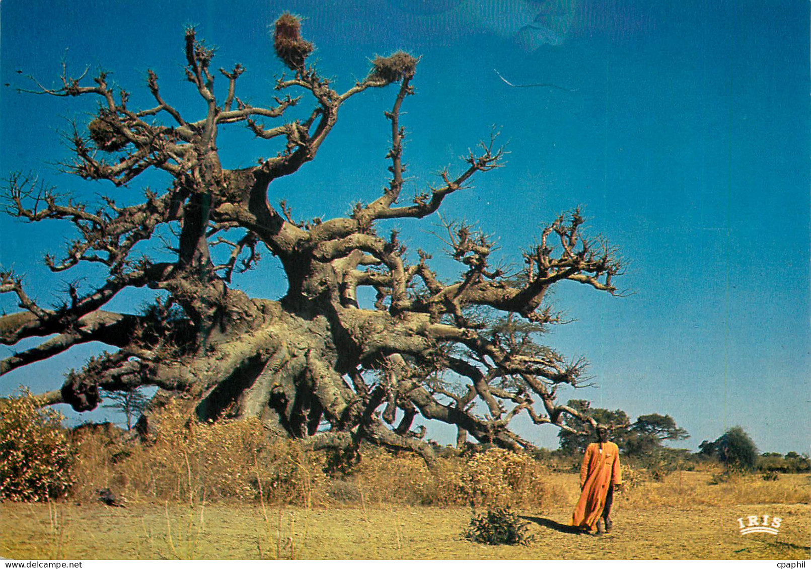 CPM Senegal Baobab