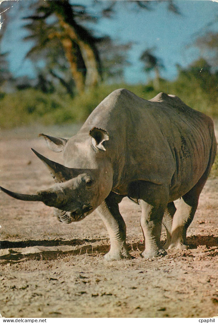 CPM Senegal Rhinoceros