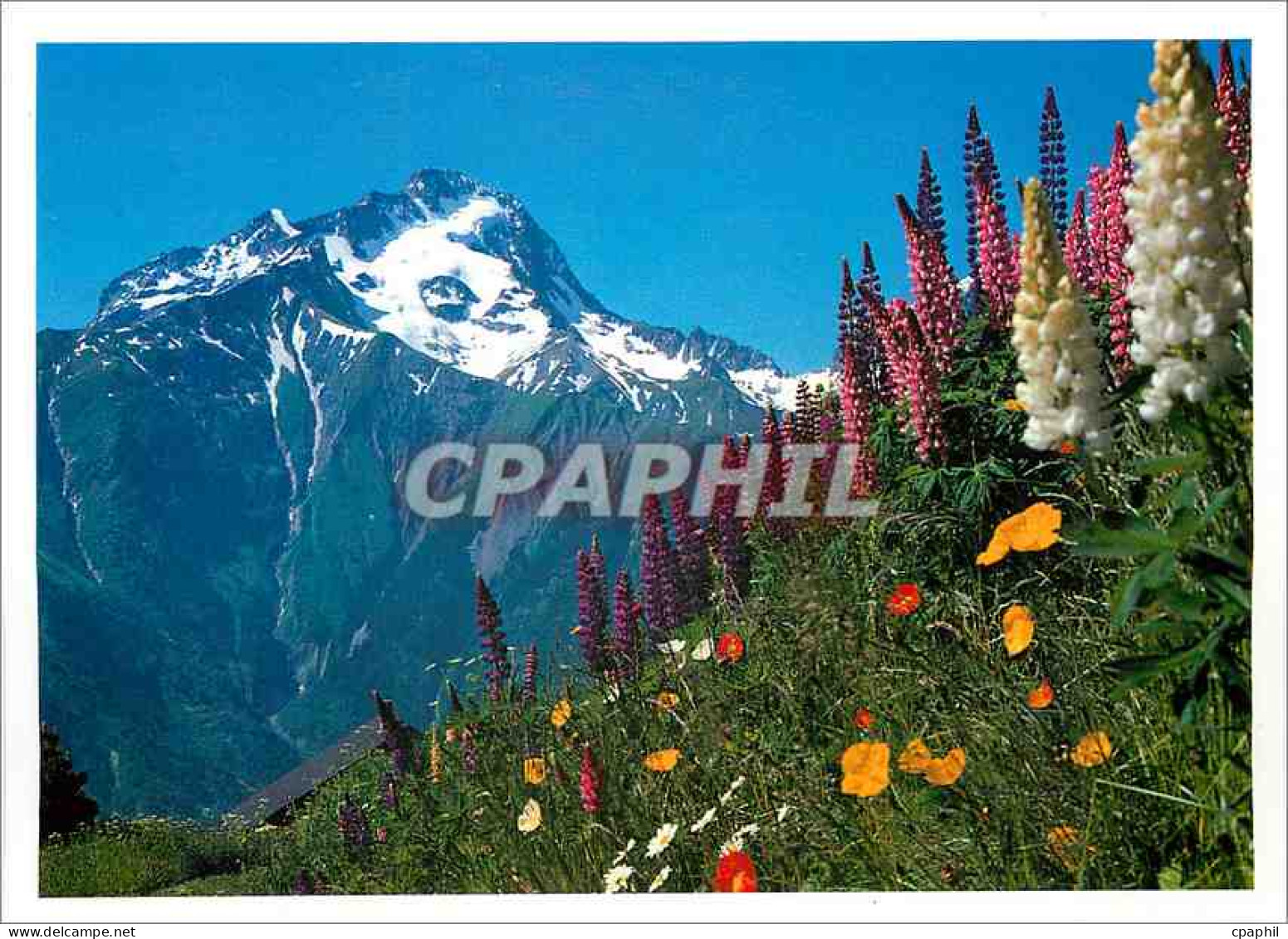 CPM Soleil et Montagne La Muzelle