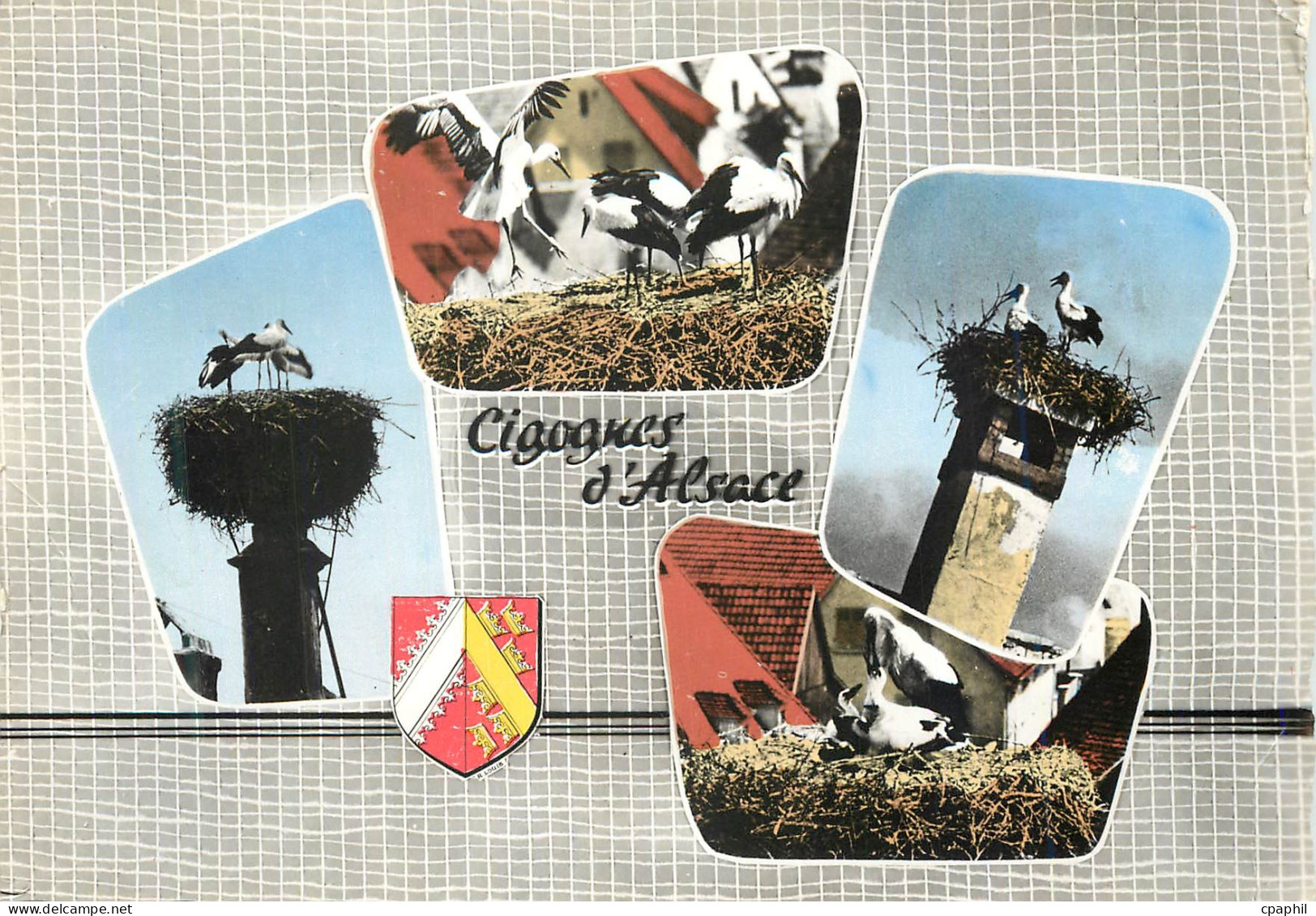 CPM Souvenir D Alsace Cigognes
