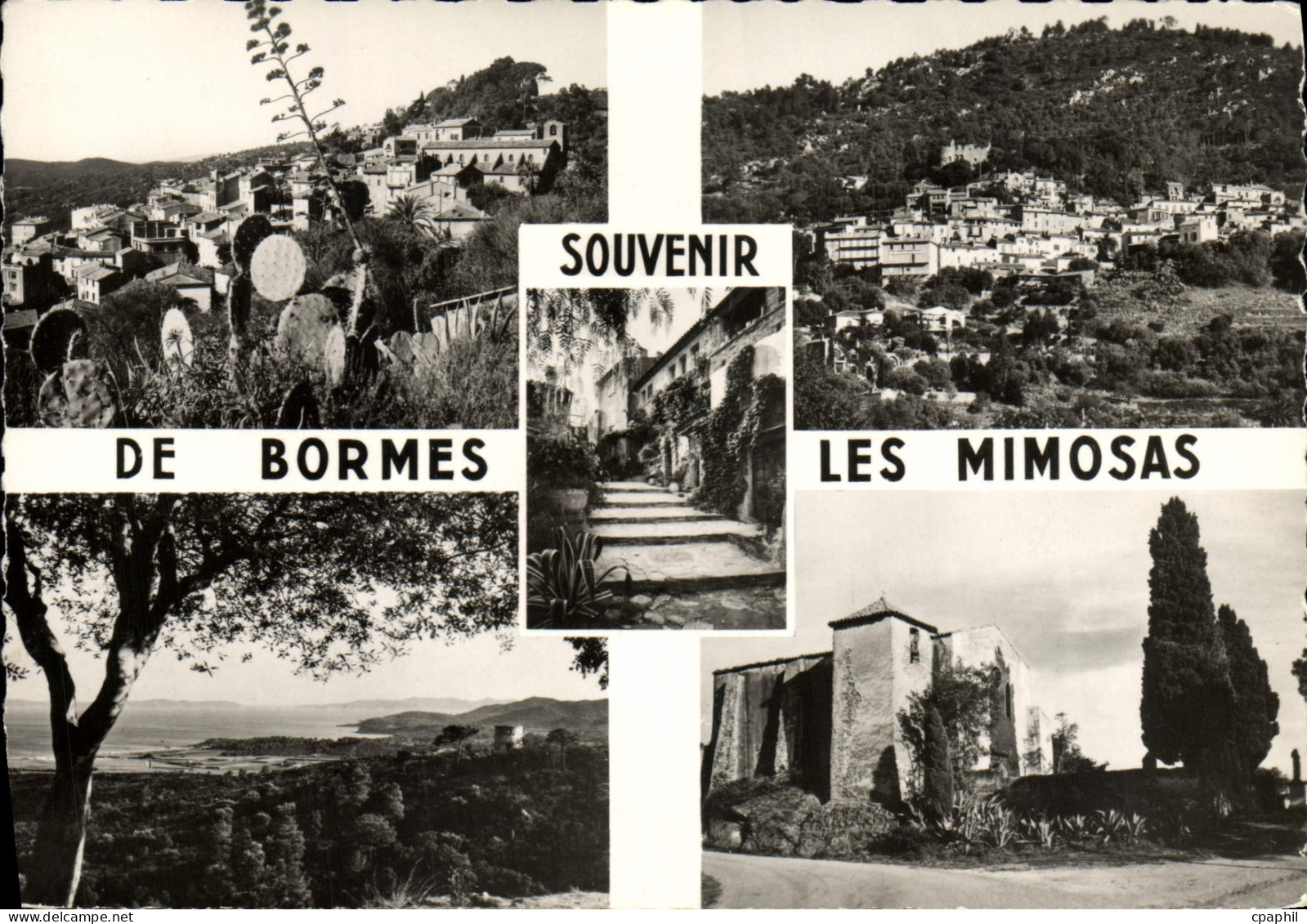 CPM Souvenir De Bormes Les Mimosas