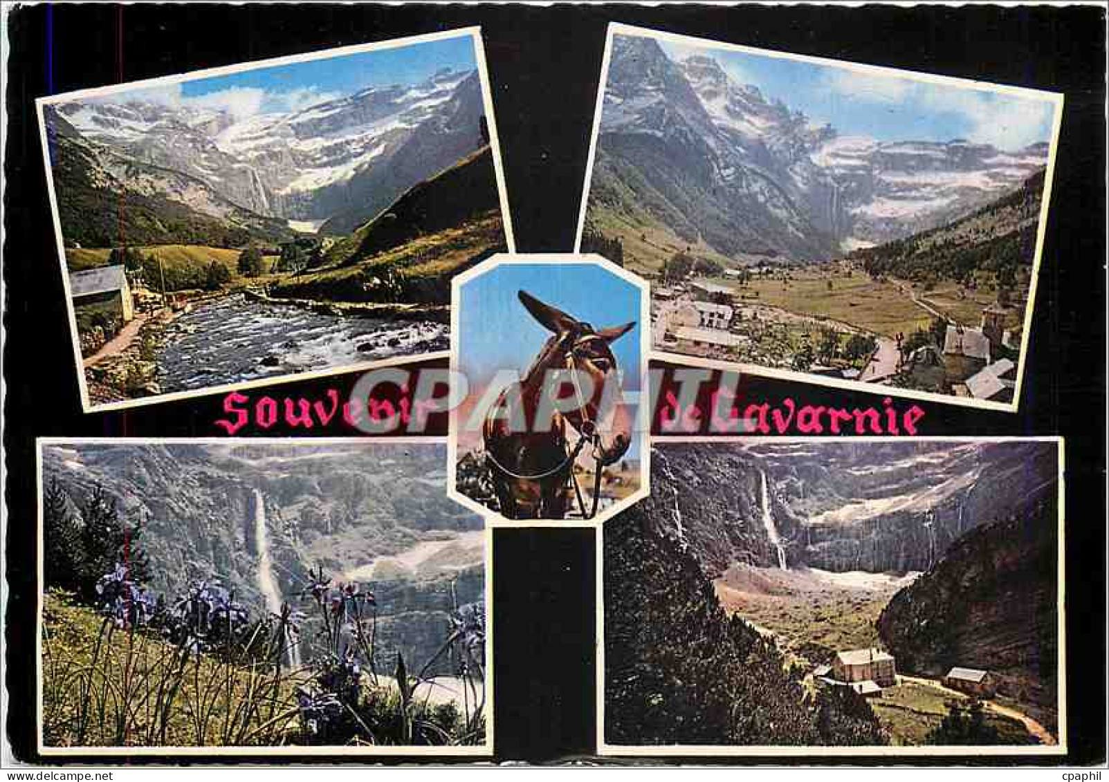 CPM Souvenir de Gavarnie Ane Mule