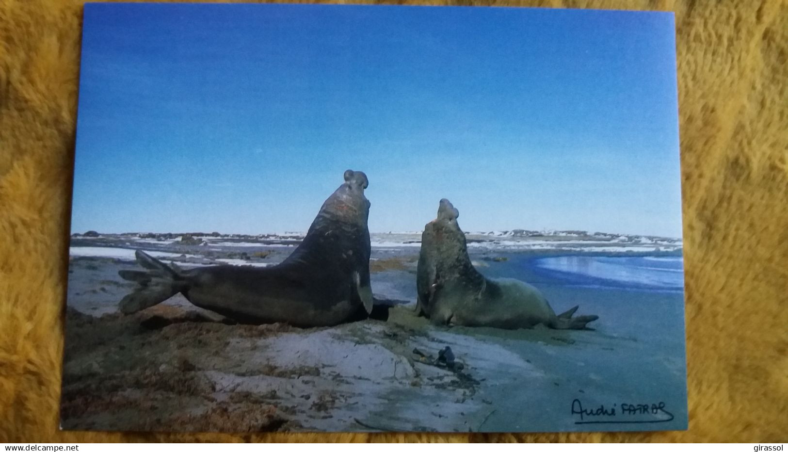 CPM TAAF TERRES AUSTRALES ET ANTARCTIQUES DE FRANCAISES COMBAT ELEPHANTS DE MER KERGUELEN PHOTO FATRAS  ED LABOUREUR