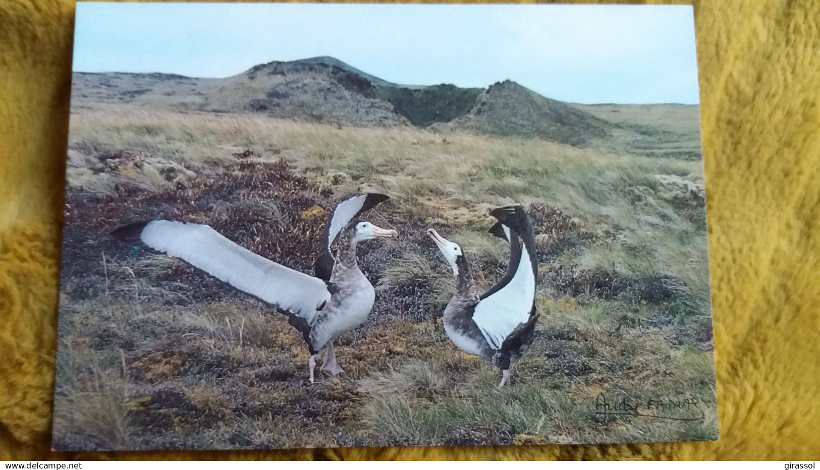 CPM TAAF TERRES AUSTRALES ET ANTARCTIQUES DE FRANCAISES GRAND ALBATROS DE L ILE D AMSTERDAM FATRAS  ED LABOUREUR