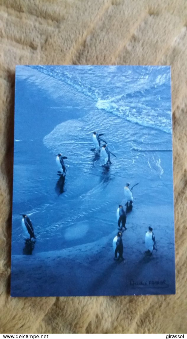 CPM TAAF TERRES AUSTRALES ET ANTARCTIQUES DE FRANCAISES MANCHOTS ROYAUX ILE DE LA POSSESSION CROZET A FATRAS LABOUREUR