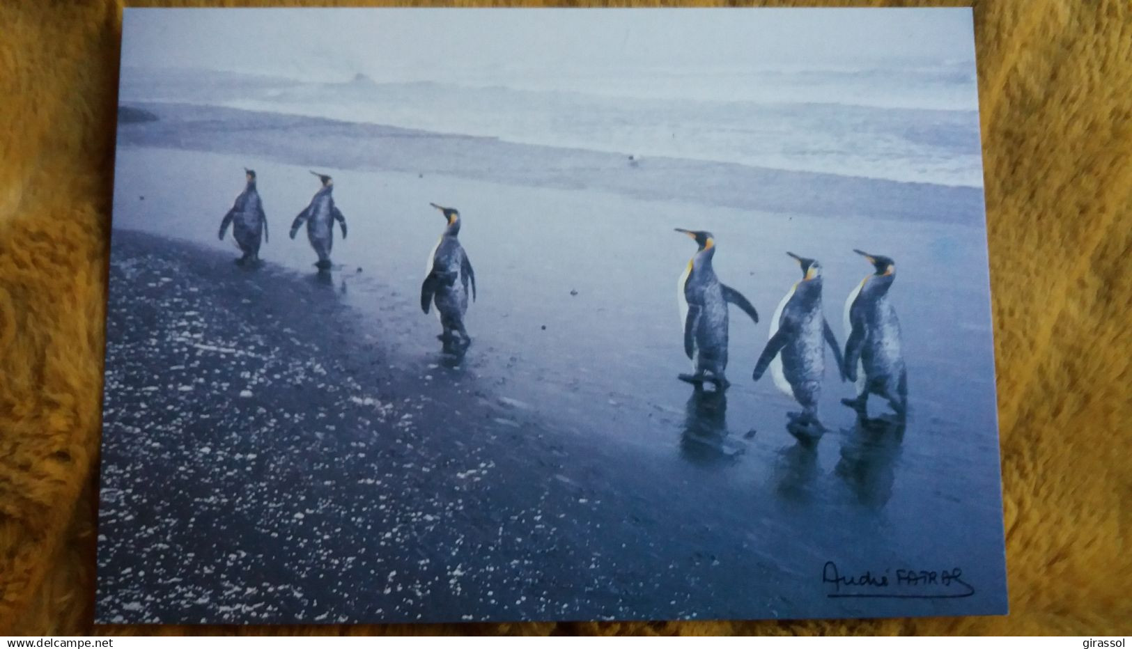 CPM TAAF TERRES AUSTRALES ET ANTARCTIQUES DE FRANCAISES MANCHOTS ROYAUX RATMANOFF KERGUELEN FATRAS  ED LABOUREUR