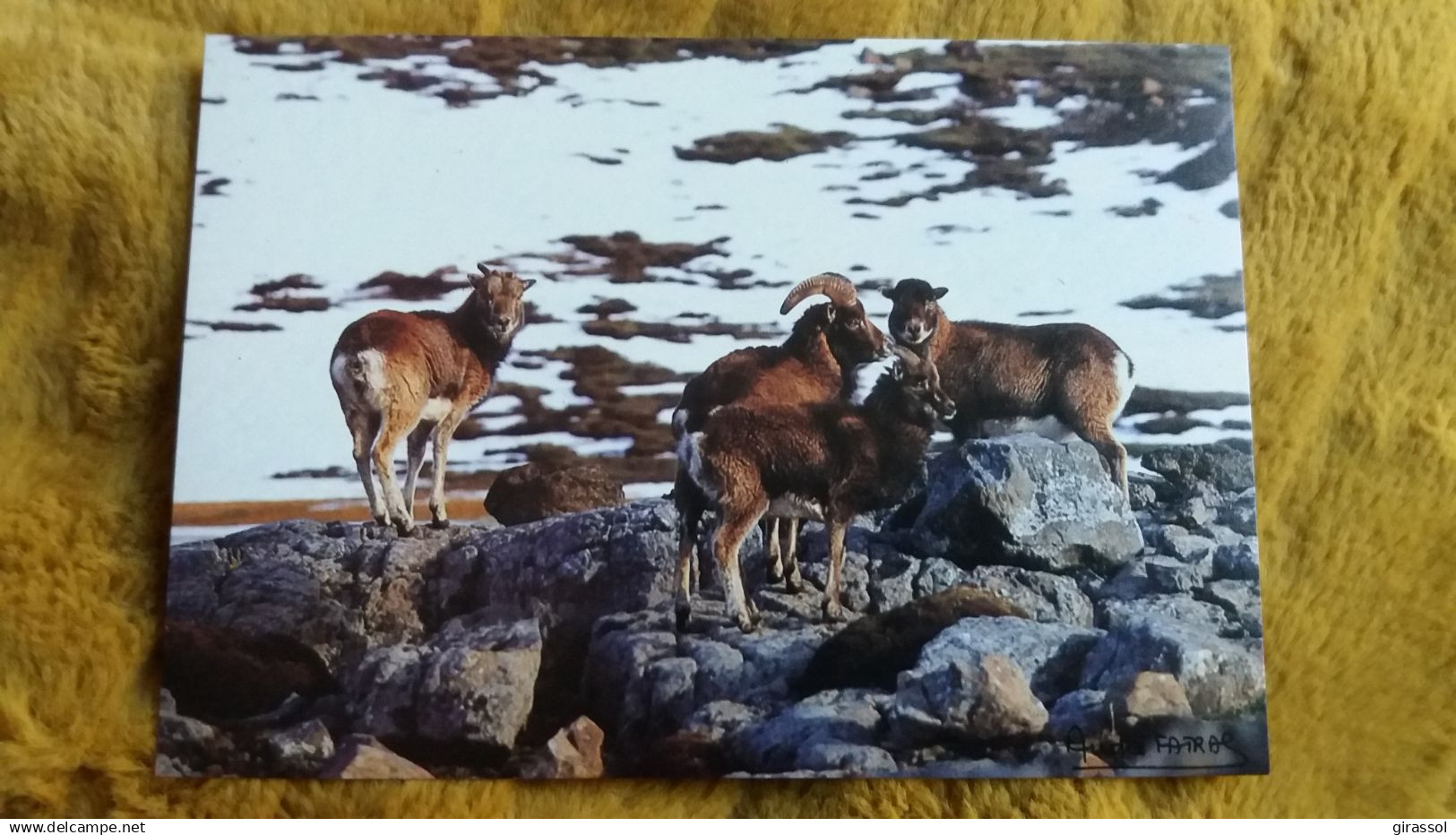 CPM TAAF TERRES AUSTRALES ET ANTARCTIQUES DE FRANCAISES MOUFLONS ILE HAUTE KERGUELEN PHOTO FATRAS   ED LABOUREUR