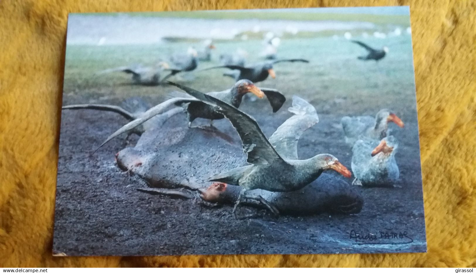 CPM TAAF TERRES AUSTRALES ET ANTARCTIQUES DE FRANCAISES PETRELS GEANTS SUBANTARCTIQUES SUR CADAVRE D ELEPHANT DE MER