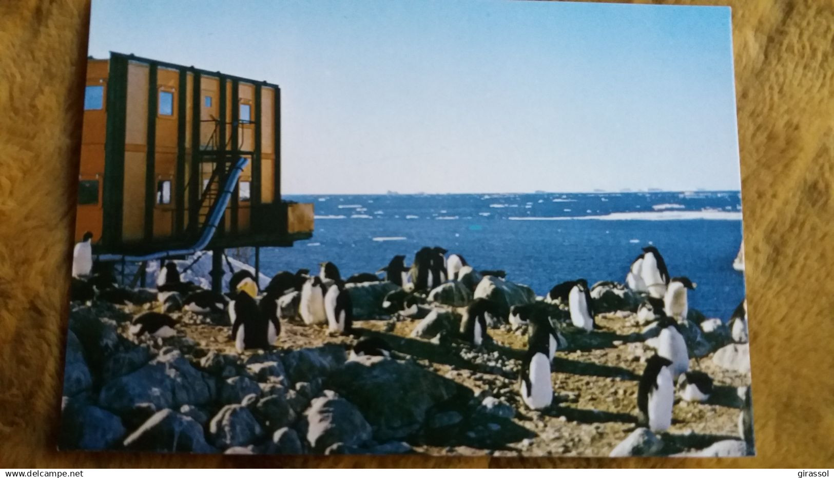 CPM TAAF TERRES AUSTRALES ET ANTARCTIQUES DE FRANCAISES TERRE ADELIE POLE SUD MANCHOTS ADELIES A LA ROCKERIE