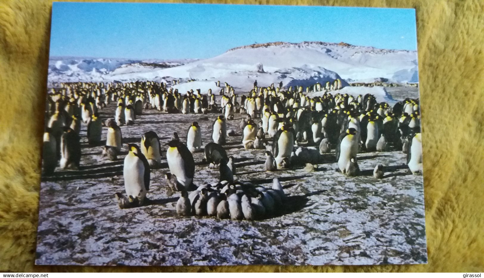 CPM TAAF TERRES AUSTRALES ET ANTARCTIQUES DE FRANCAISES TERRE ADELIE POLE SUD MANCHOTS GRANDE FAMILLE