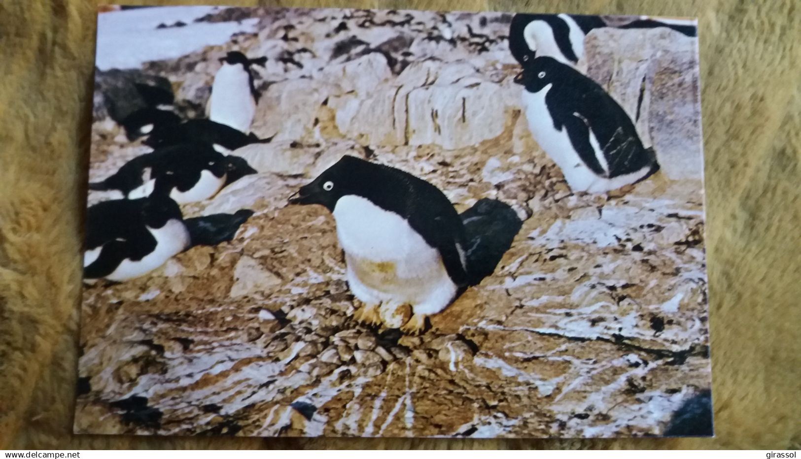 CPM TAAF TERRES AUSTRALES ET ANTARCTIQUES DE FRANCAISES TERRE ADELIE POLE SUD NID D ADELIE ED INDUPHOT MANCHOT ?