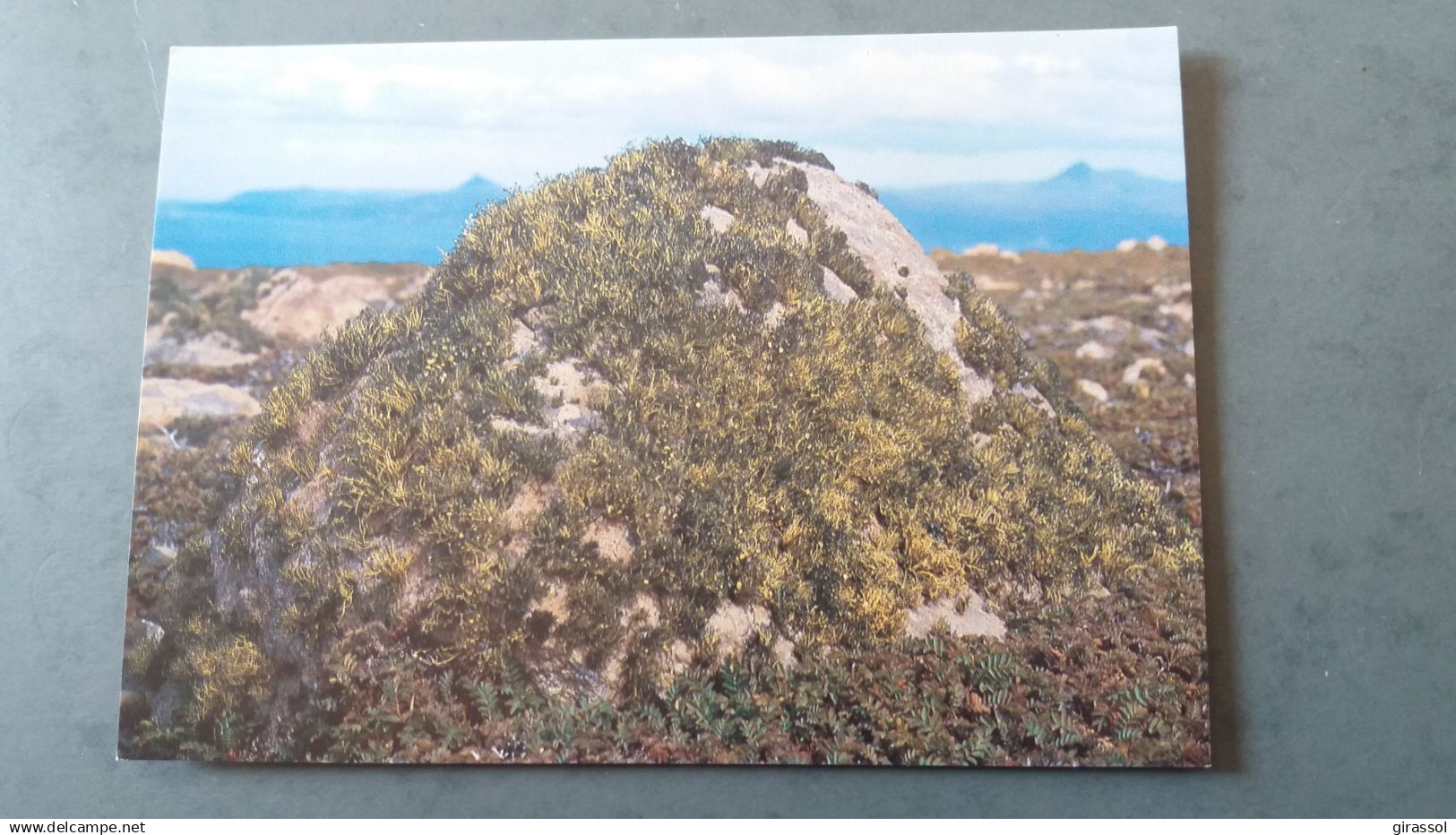 CPM TAAF TERRES AUSTRALES ET ANTARCTIQUES FRANCAISES NEUROPOGON KERGUELEN PHOTO FATRAS 58