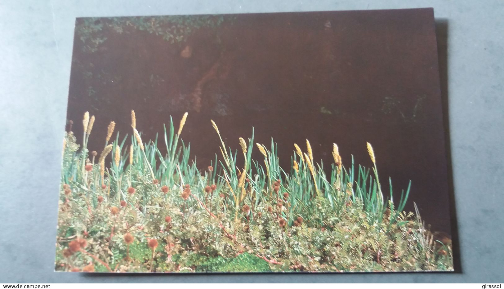 CPM TAAF TERRES AUSTRALES ET ANTARCTIQUES FRANCAISES POA COOKI PHOTO ANDRE FATRAS