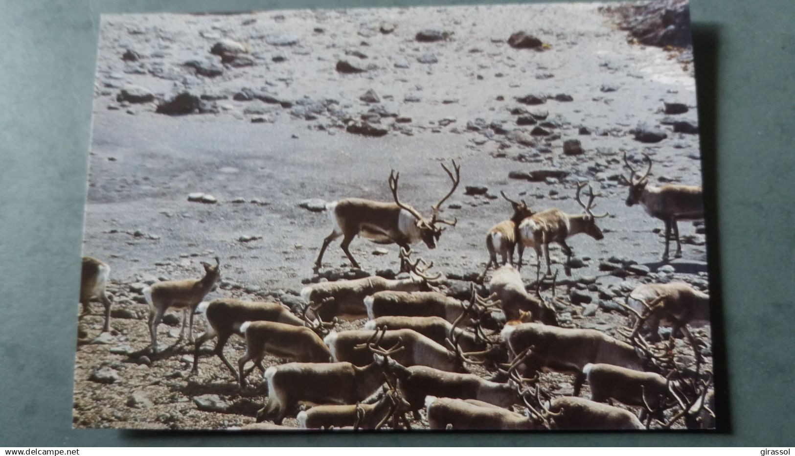 CPM TAAF TERRES AUSTRALES ET ANTARCTIQUES FRANCAISES RENNE INTRODUIT A KERGUELEN  PHOTO JANSSENS FATRAS