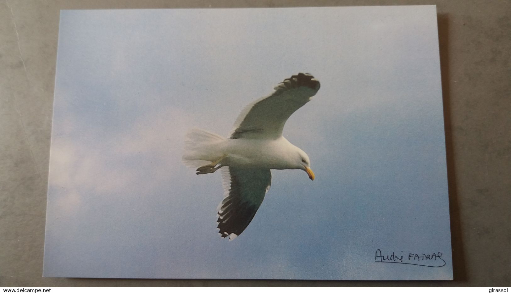 CPM TERRES AUSTRALES ET ANTARCTIQUES FRANCAISES GOELAND DOMINICAIN OISEAU ED LABOUREUR PHOTO A FATRAS TAAF 1985