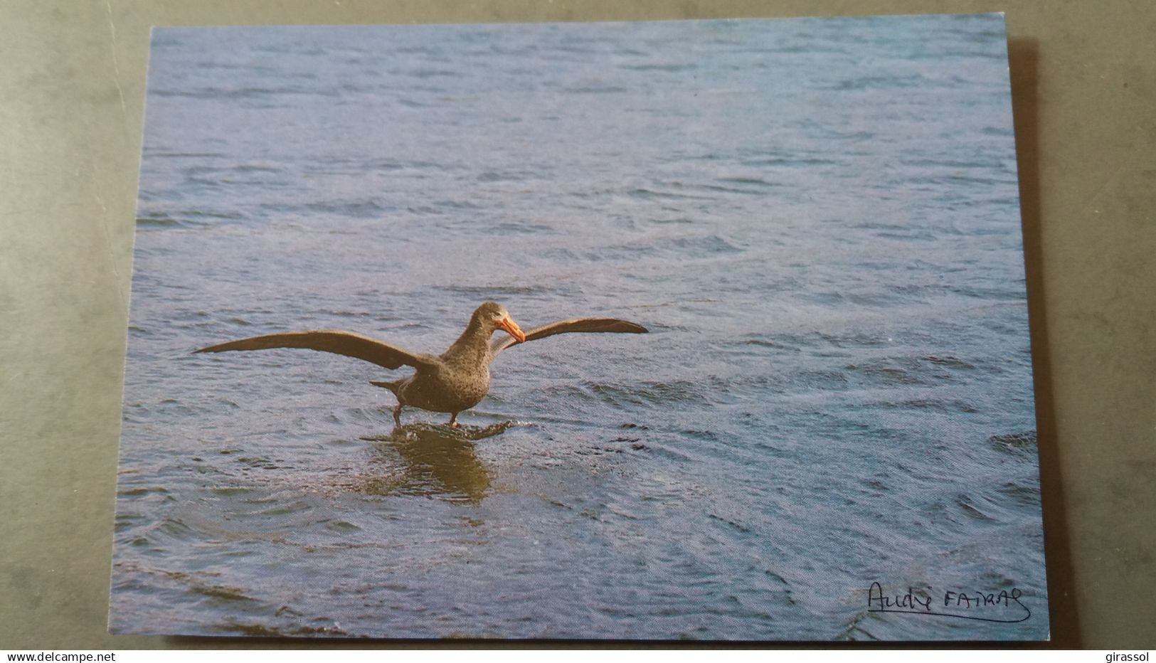 CPM TERRES AUSTRALES ET ANTARCTIQUES FRANCAISES KERGUELEN PETREL GEANT OISEAU ED LABOUREUR PHOTO A FATRAS TAAF 1985