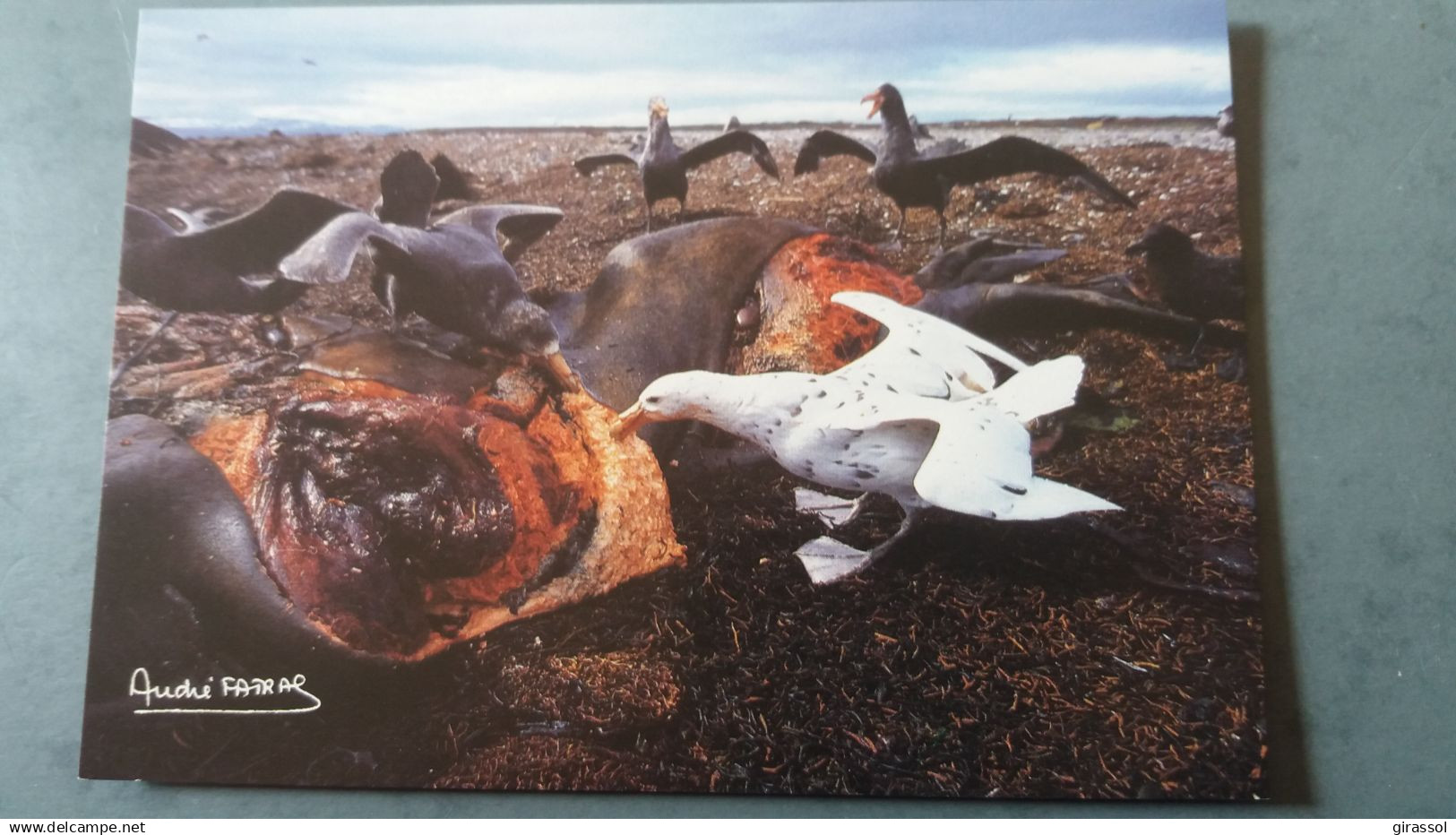 CPM TERRES AUSTRALES ET ANTARCTIQUES FRANCAISES PETREL GEANT ANTARCTIQUE PHASE BLA ED LABOUREUR PHOTO A FATRAS TAAF 1985