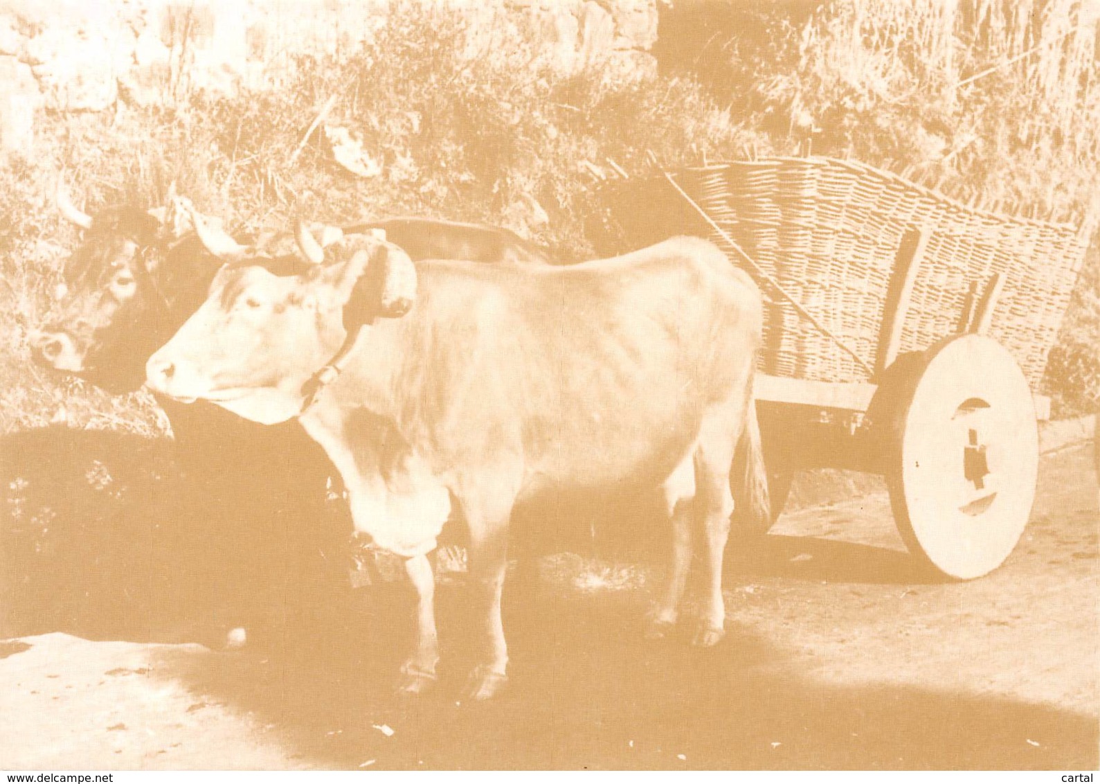 CPM - Transportes Tipicos dos ACORES - Carro de Bois de Santa Maria