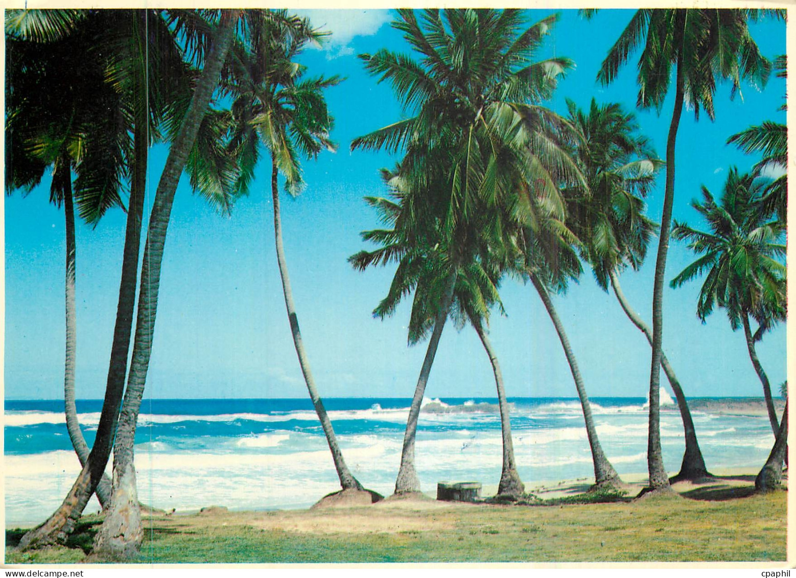 CPM Tropical Florida Palms and Surf