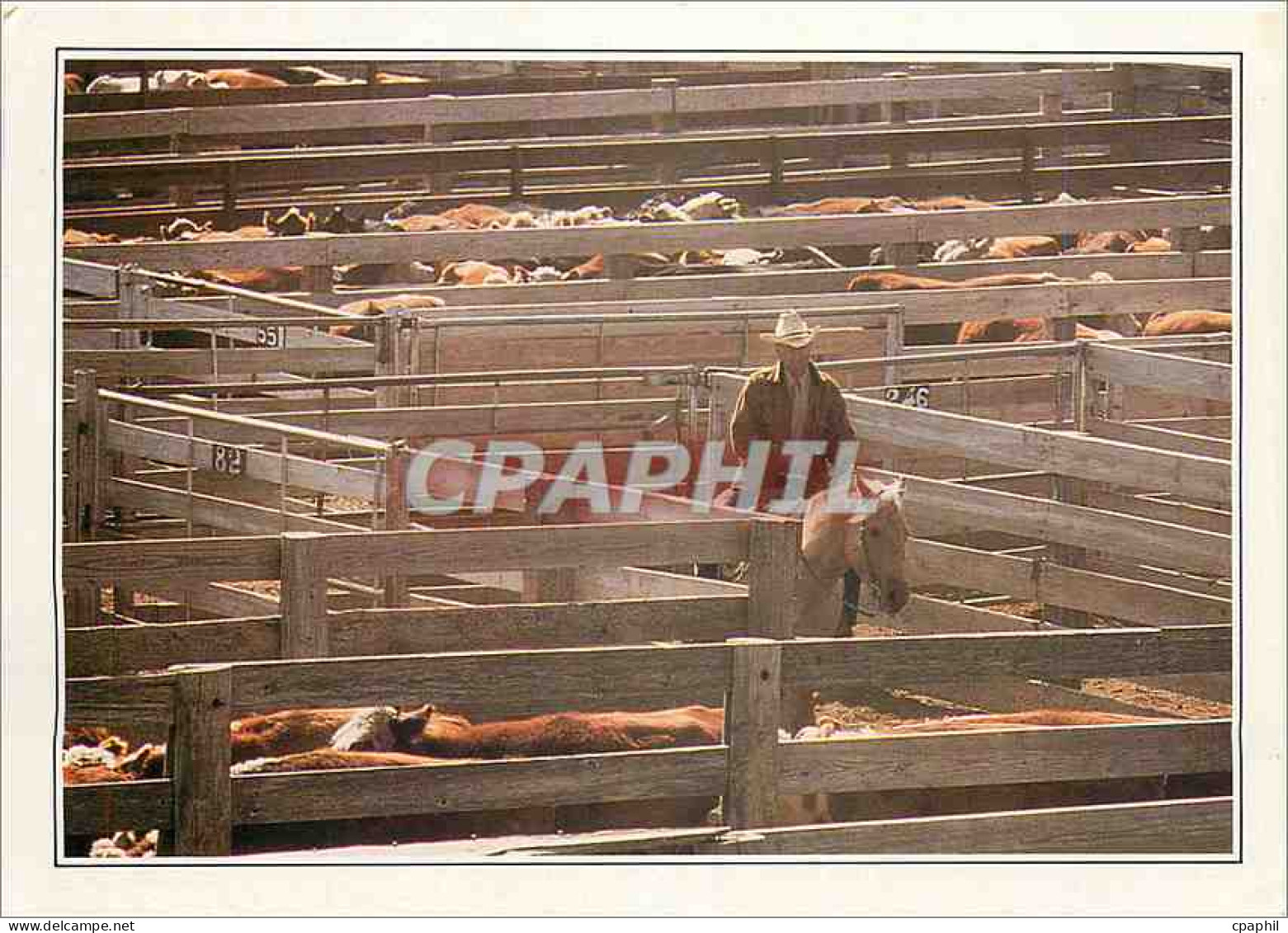 CPM USA Amarillo Troupeau au corral