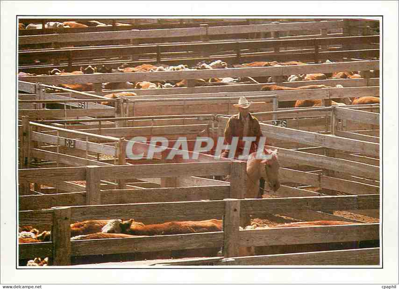 CPM USA Amarillo troupeau au corral