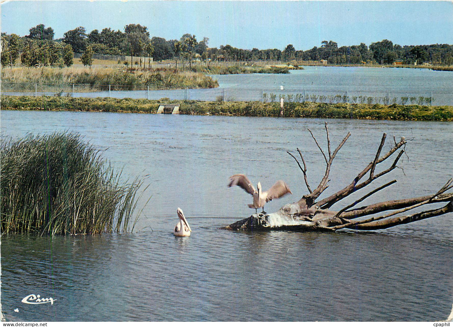 CPM Villars les Dombes (Ain) Parc Ornithologique Departemental de la Dombes