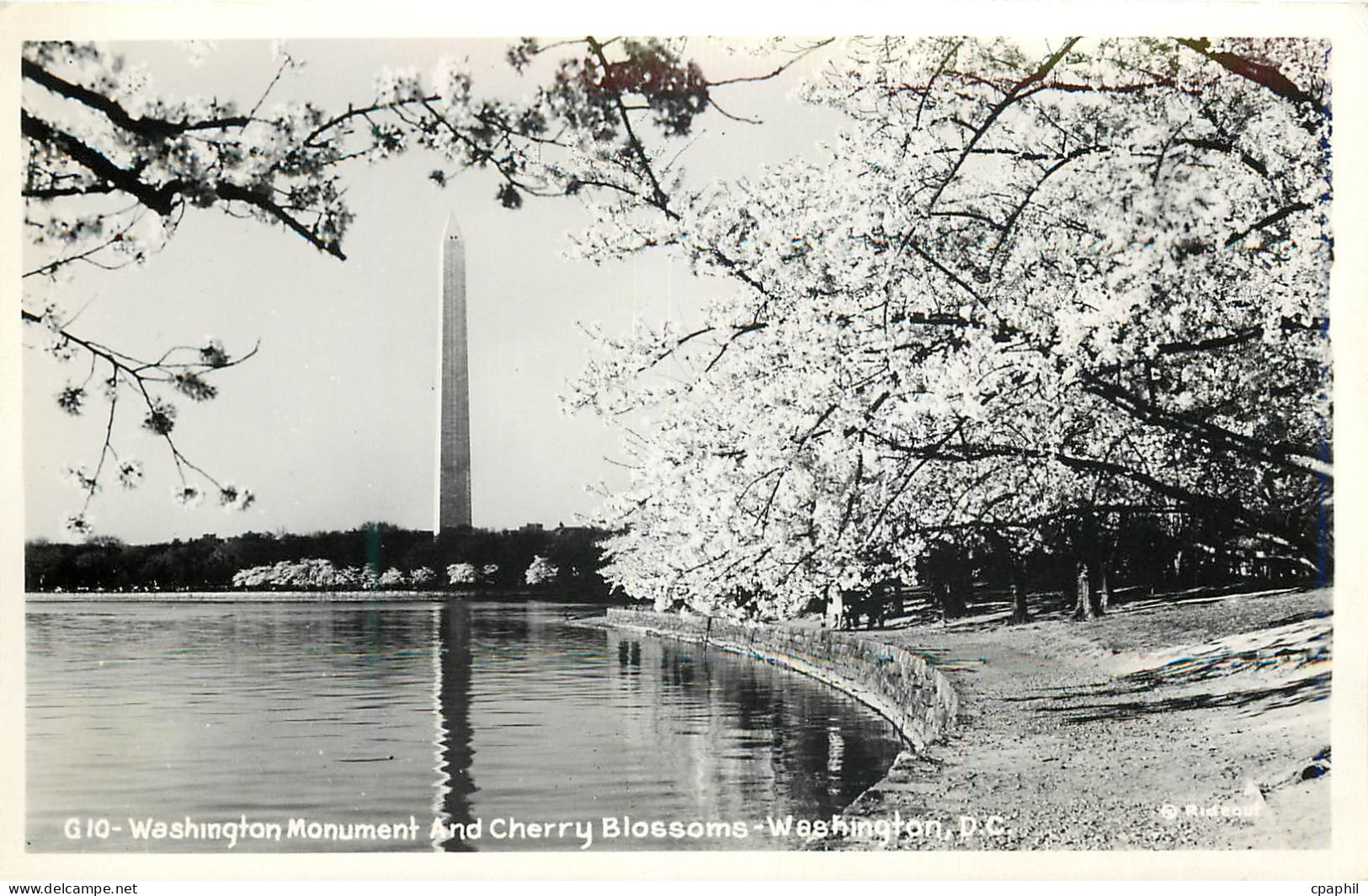 CPM Washington Monument and Cherry Blossoms Washington DC