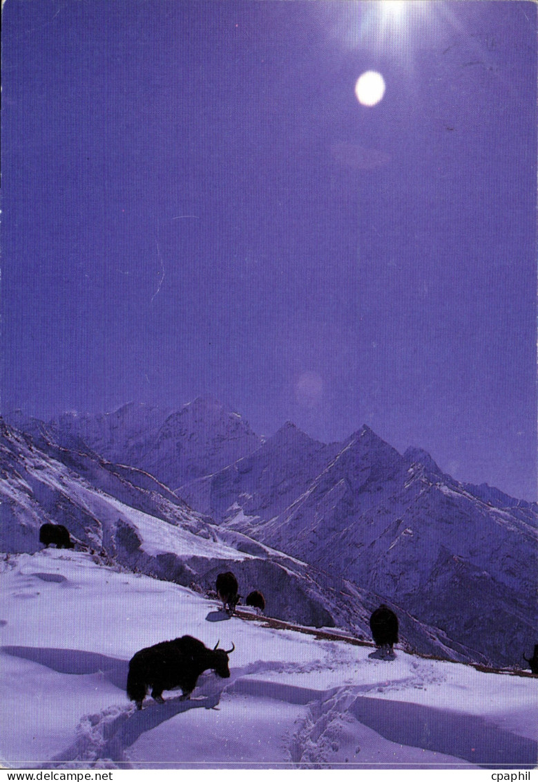 CPM Yacks Khumjung Nepal