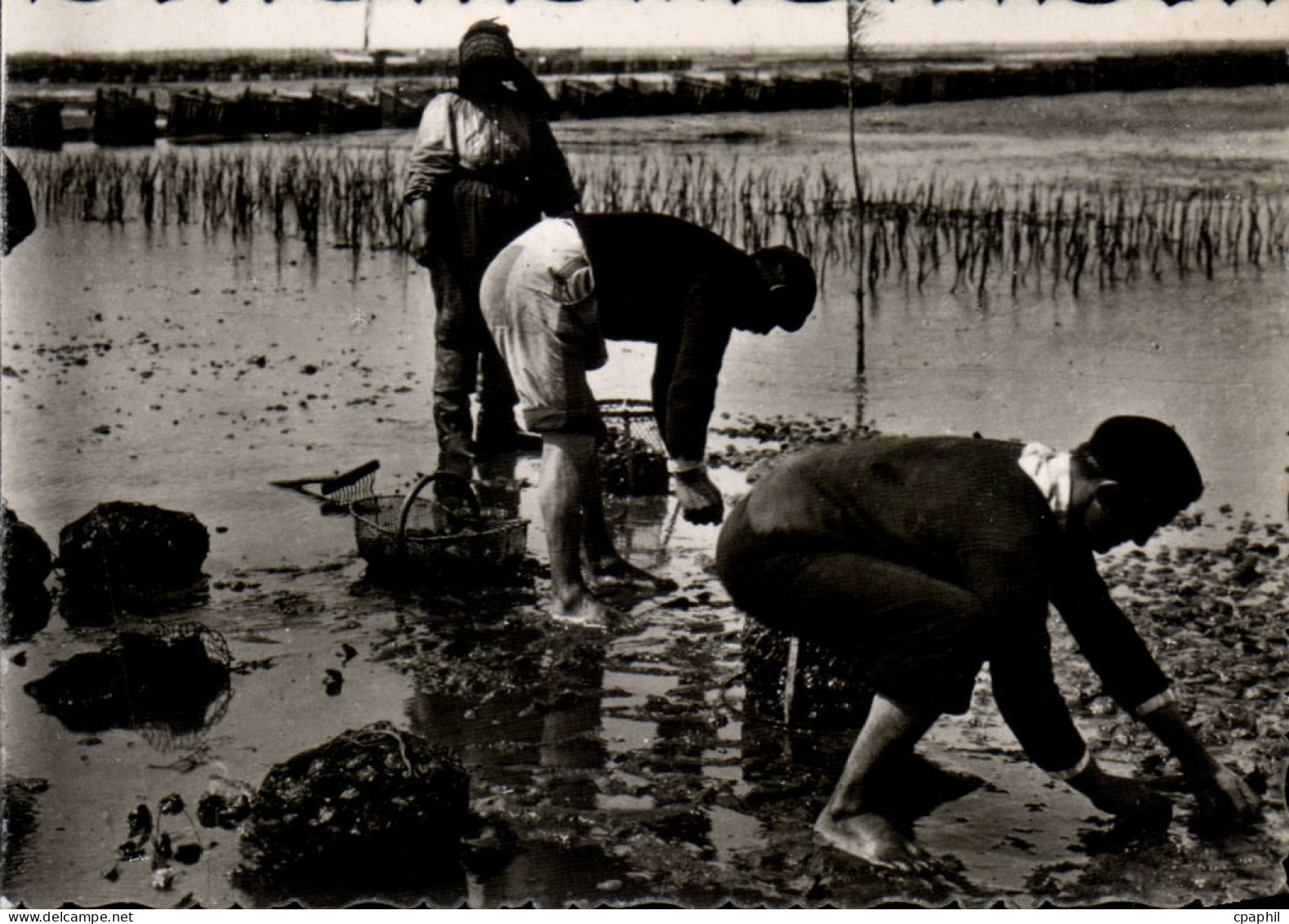 CPSM Andernos les Bains Peche aux huitres