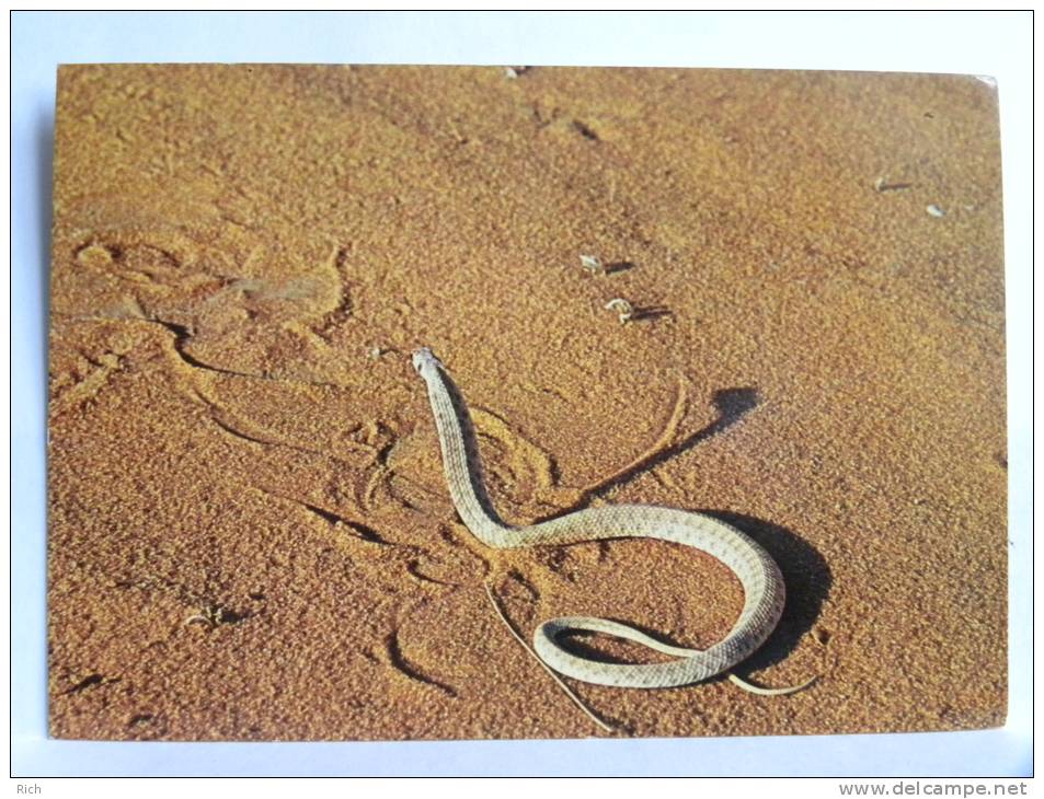 CPSM - Arabie Saoudite - Saudi Arabia - Moila Snake (Malpolon moilensis)