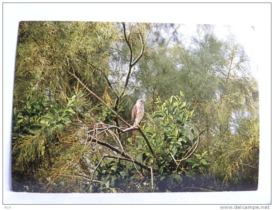 CPSM - Arabie Saoudite - Saudi Arabia - Sparrowhawk (Accipitar nisus)